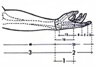 Человеческая рука и последовательность Фибоначчи